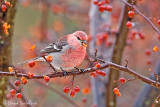 Pine Grosbeak