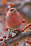 Pine Grosbeak