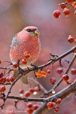 Pine Grosbeak