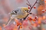 Pine Grosbeak (female)