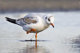 Black-headed Gull