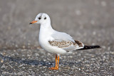 Black-headed Gull (1st winter/cycle)