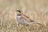Horned Lark