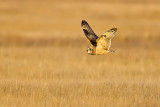Short-eared Owl