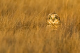 Short-eared Owl