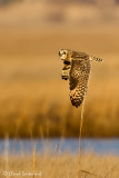 Short-eared Owl