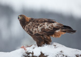 golden eagle <br> steenarend (NL) kongern (NO) <br> Aquila chrysaetos