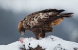 golden eagle <br> steenarend (NL) kongern (NO) <br> Aquila chrysaetos