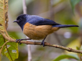 blue-backed conebill <br> mielerito purpreo <br> Conirostrum sitticolor