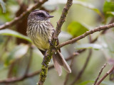 agile tit-tyrant <br> cachudito agil (Esp) <br> Anairetes agilis