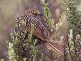 many-striped canastero <br> canastero flamulado <br> Asthenes flammulata