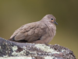 black-winged ground-dove <br> palomita alinegra (Esp) <br> Metriopelia melanoptera