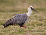 black-faced ibis (juv.) <br> bandurria (Esp) <br> Theristicus melanopis