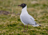 andean gull <br> gaviota andina <br> Larus serranus