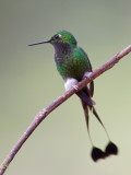 booted racket-tail <br> colibr de raquetas <br> Ocreatus underwoodii