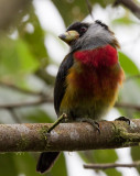 toucan barbet <br> cabezn tucn <br> Semnornis ramphastinus