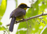 tricolored brush-finch <br> saltn tricolor <br> Atlapetes tricolor
