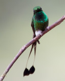 booted racket-tail <br> colibr de raquetas (Esp) <br> Ocreatus underwoodii