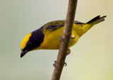 thick-billed euphonia <br> fruterito de pico grueso <br> Euphonia laniirostris