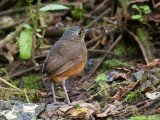 scaled antpitta <br> tororo cholino <br> Grallaria guatimalensis