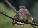 broad-winged hawk <br> busardo aliancho <br> Buteo platypterus