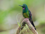 empress brilliant (male) <br> brillante emperador <br> Heliodoxa imperatrix