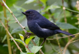 white-sided flowerpiercer <br> diglosa de dorsos blancos <br> Diglossa albilatera