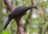 sickle-winged guan <br> pava falcialar (Esp) <br> Chamaepetes goudotii