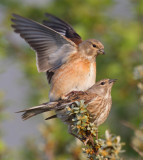 linnet (Carduelis cannabina)