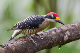 black-cheeked woodpecker <br> carpintero centroamericano (Esp) <br> Melanerpes pucherani