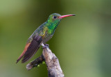 rufous-tailed hummingbird <br> Amazilia tzacati