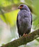 plumbeous hawk <br> busardo plomizo (Esp) <br> Leucopternis plumbeus