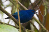 indigo flowerpiercer <br> diglosa ail (Esp) <br> Diglossopis indigotica