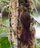 brown-billed scythebill <br> picoguadaa andino (Esp) <br> Campylorhamphus pusillus