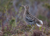 great snipe <br> poelsnip (NL) dobbeltbekkasin (N) <br> Gallinago media