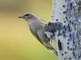 grey-faced woodpecker (f.) <br> grijskopspecht (NL) grspett (N) <br> Picus canus