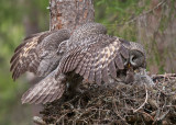 great grey owl <br> laplanduil (NL) lappugle (N) <br> Strix nebulosa