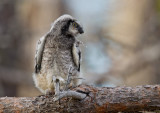 northern hawk owl (juv.) <br> haukugle (N) <br> Surnia ulula