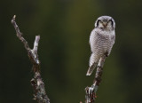 northern hawk owl<br><i>(Surnia ulula, NL: sperweruil, N: haukugle)</i>