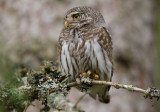 pygmy owl <br> spurveugle (N) <br> Glaucidium passerinum