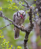 northern hawk owl <br> haukugle (N) <br> Surnia ulula