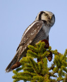 northern hawk owl <br> sperweruil (NL) haukugle (N) <br> Surnia ulula