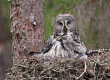 great grey owl <br> laplanduil (NL) lappugle (N) <br> Strix nebulosa