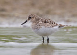  bairds sandpiper  <br> playero de baird (Esp.) <br> Calidris bairdii