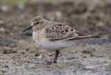  bairds sandpiper  <br> playero de baird (Esp.) <br> Calidris bairdii