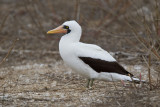 nazca booby <br> piquero de nazca <br> Sula granti