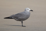 gray gull <br> gaviota garuma <br> Larus modestus