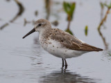 western sandpiper <br Calidris mauri