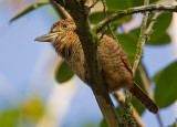 barred puffbird <br> buco barrado <br> Nystalus radiatus