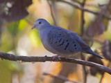 blue ground-dove <br> tortolita azulada <br> Claravis pretiosa